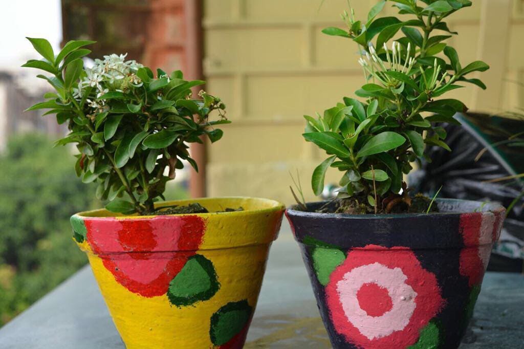 Buy Plants From Talking Pots LBB, Kolkata