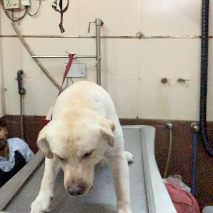 Pet Lovers' Guide Part 1 | Primping and Lodging Pet Lovers' Guide Part 1 | Primping and Lodging