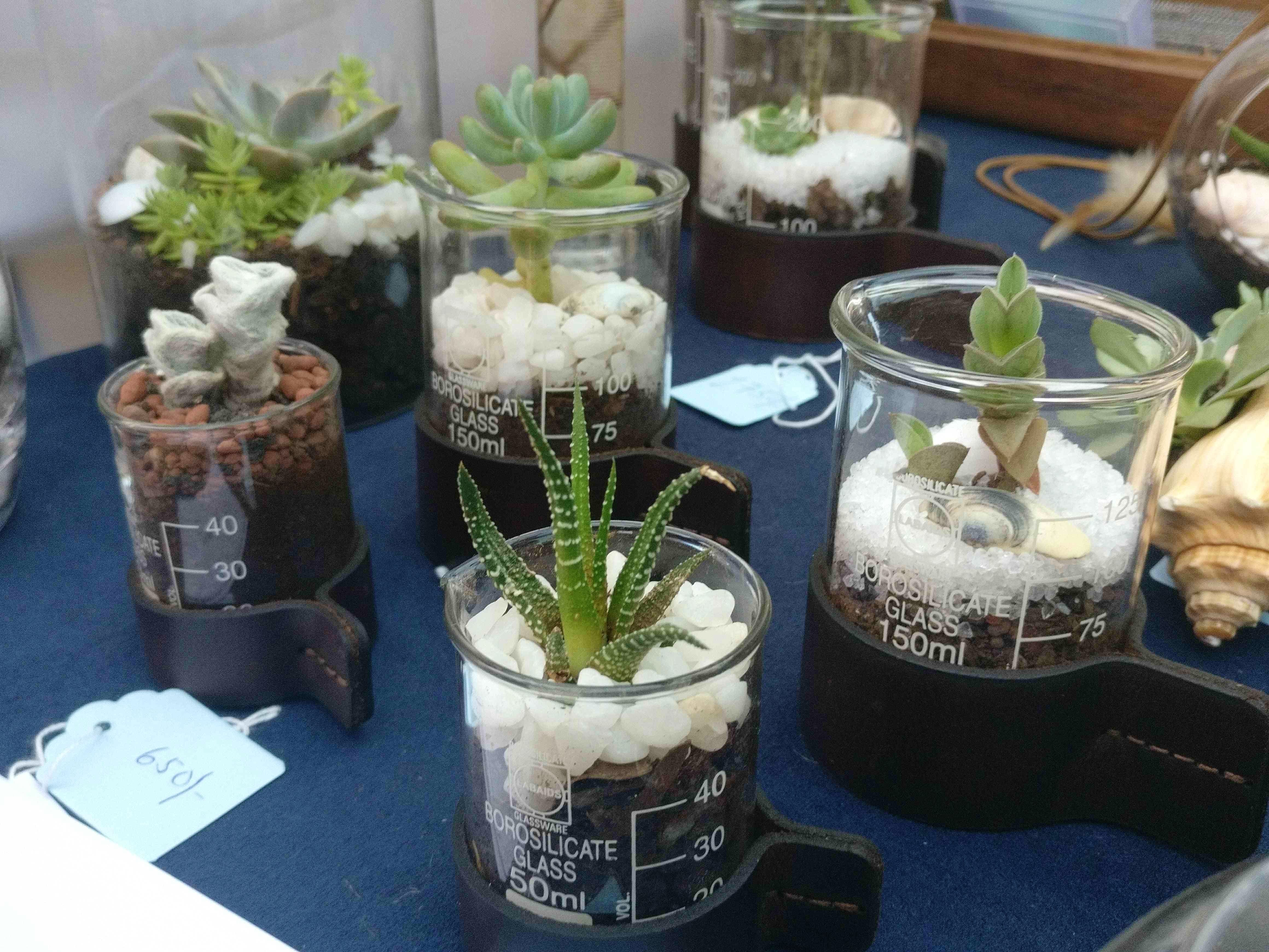 Get These Adorable Little Plants In Beakers From Tortus