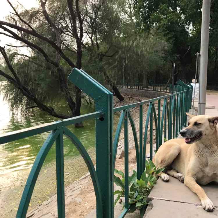 Dog,Canidae,Iron,Tree,Carnivore,Dog breed,Fence,Fawn,Plant,Metal