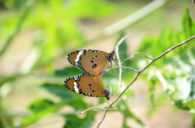 Moths and butterflies,Butterfly,Insect,Lycaenid,Invertebrate,Pollinator,Brush-footed butterfly,Leaf,Organism,Cynthia (subgenus)