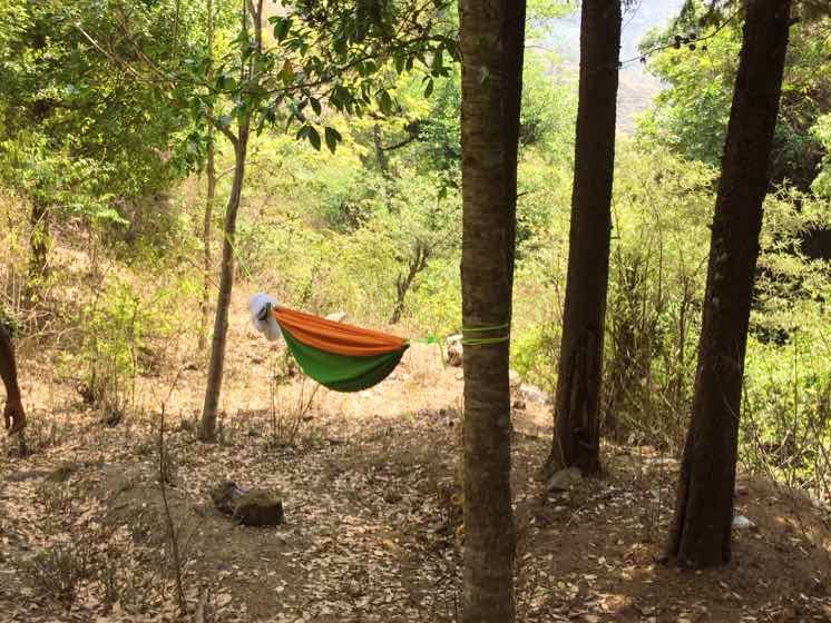 Hammock,Tree,Nature reserve,Woodland,Natural landscape,Natural environment,Wilderness,Forest,Jungle,Plant community