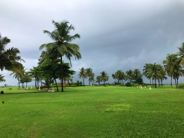 Tree,Sport venue,Palm tree,Grass,Arecales,Sky,Attalea speciosa,Grassland,Golf course,Woody plant