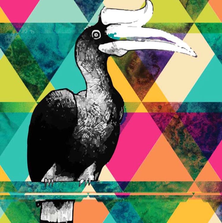 Bird,Beak,Illustration,Hornbill,Coraciiformes,Piciformes,Graphic design,Graphics,Art