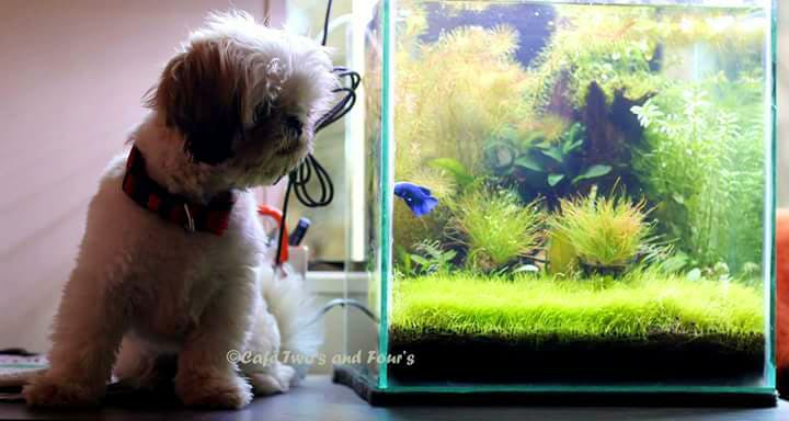 Dog,Shih tzu,Canidae,Dog breed,Aquarium,Companion dog,Puppy,Carnivore,Freshwater aquarium,Non-Sporting Group