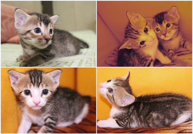 Cat,Mammal,Vertebrate,Small to medium-sized cats,Felidae,Kitten,European shorthair,Carnivore,Tabby cat,Domestic short-haired cat