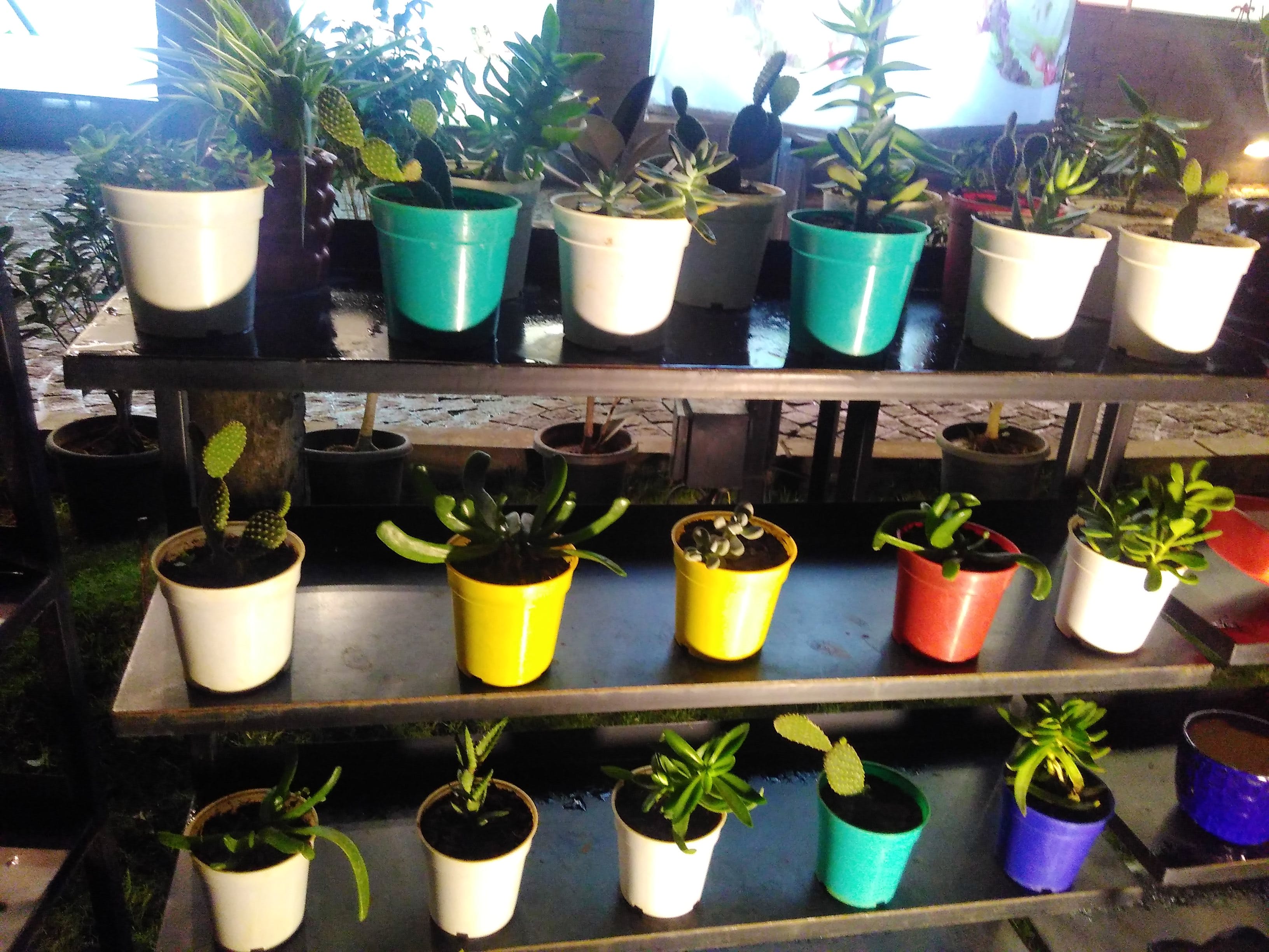 Flowerpot,Houseplant,Green,Plant,Flower,Herb,Tree,Perennial plant