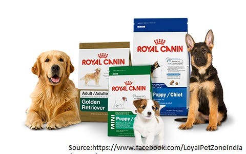 Dog breed,Dog,Canidae,Pet food,Puppy,Carnivore,Companion dog,Dog food,Paw,Collar