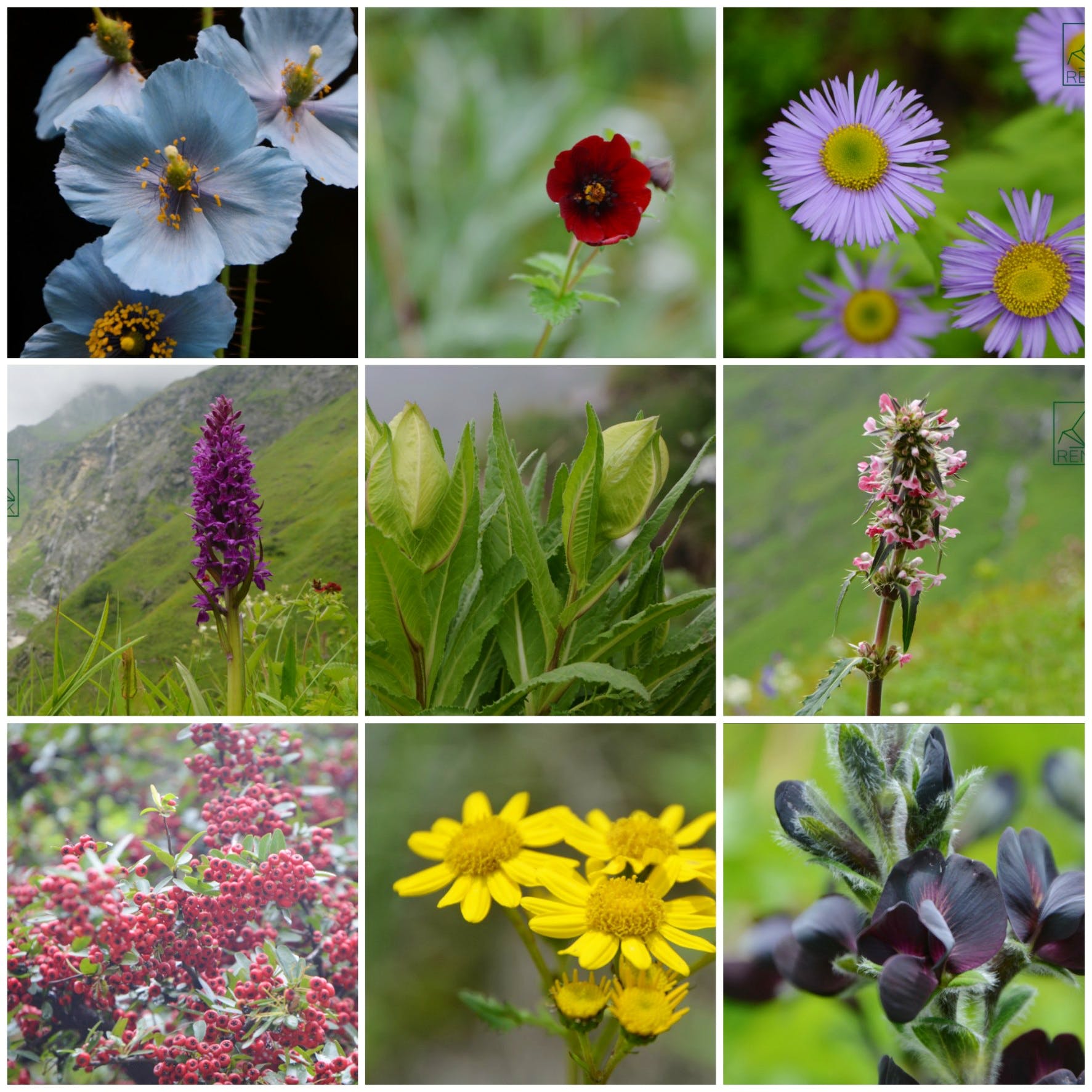 Flower,Flowering plant,Plant,Wildflower,Petal,Annual plant,Daisy family,Aster,Coneflower,black-eyed susan