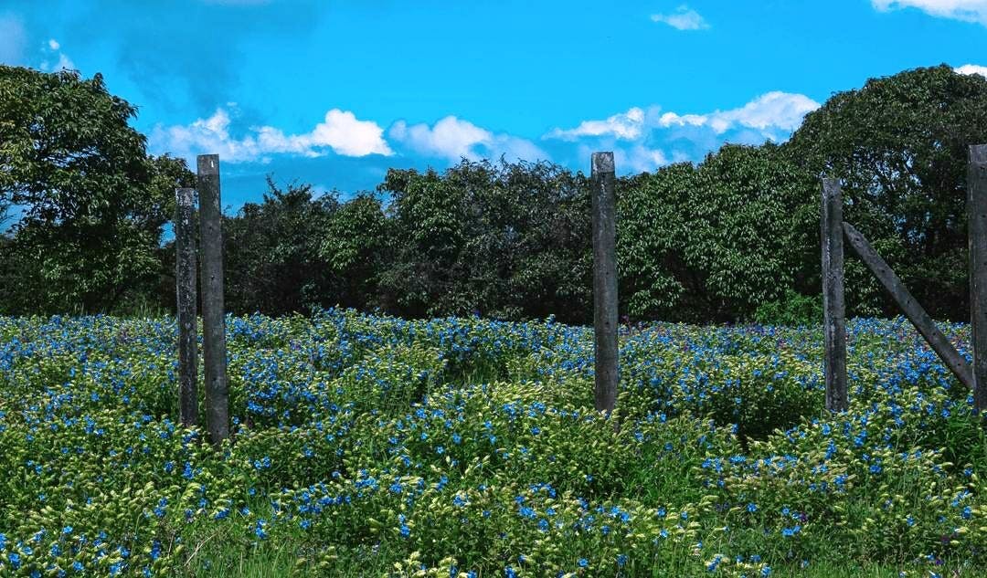 Blue,Vegetation,Nature,Sky,Natural environment,Nature reserve,Wildflower,Wilderness,Plant,Tree