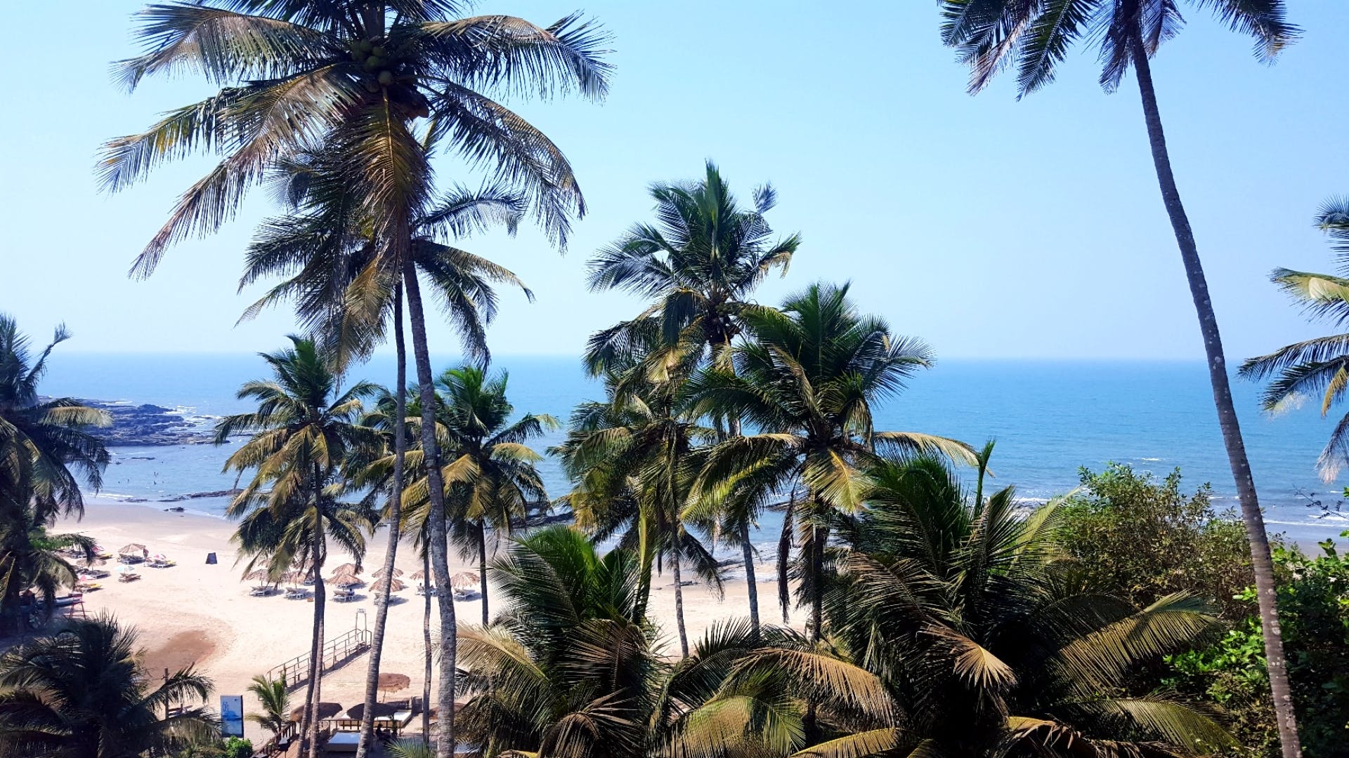 Tree,Palm tree,Vegetation,Arecales,Attalea speciosa,Plant,Woody plant,Tropics,Sky,Elaeis