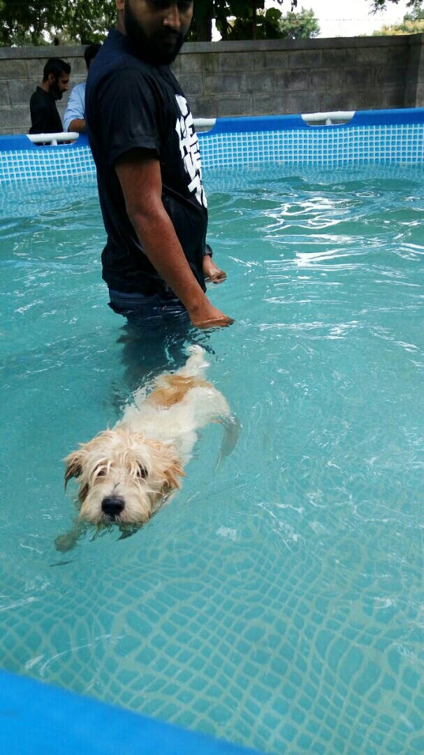 Dog,Dog breed,Canidae,Swimming pool,Carnivore,Fun,Leisure,Swimming,Sporting Group,Recreation