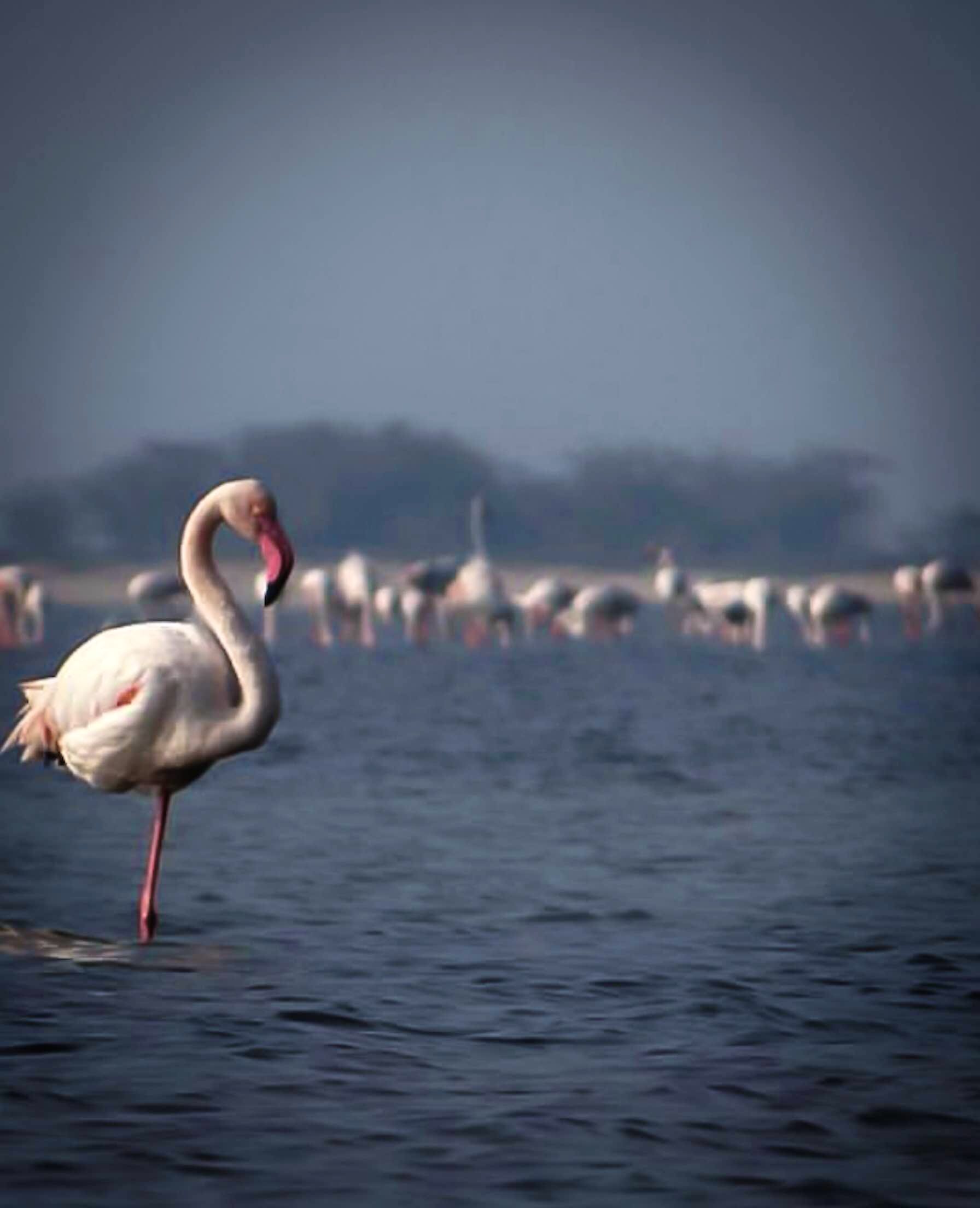 Flamingo,Bird,Greater flamingo,Water bird,Sky,Beak,Water,Atmospheric phenomenon,Wildlife,Calm