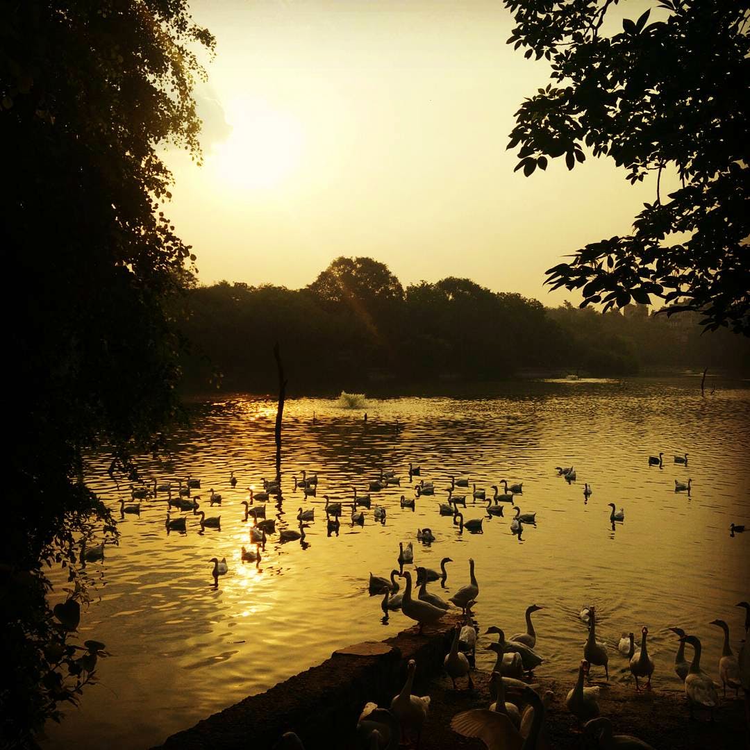 Sky,Body of water,Water,Natural landscape,Nature,Lake,Sunset,Cloud,Duck,Morning