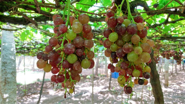 Grape,Flowering plant,Fruit tree,Fruit,Seedless fruit,Plant,Grapevine family,Food,Sultana,Davidson's Plum