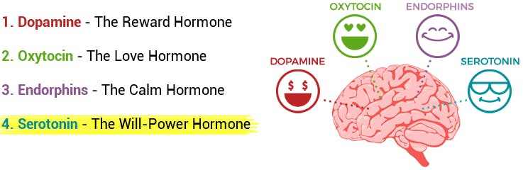 What is happiness hormones.
