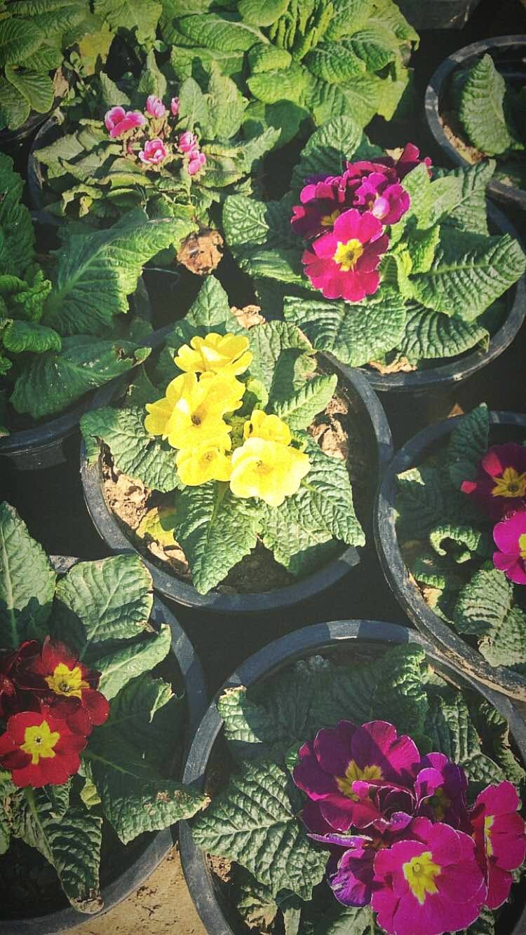 Flower,Flowering plant,Plant,Primula,Primrose,Petal,Botany,Leaf,Spring,Herbaceous plant