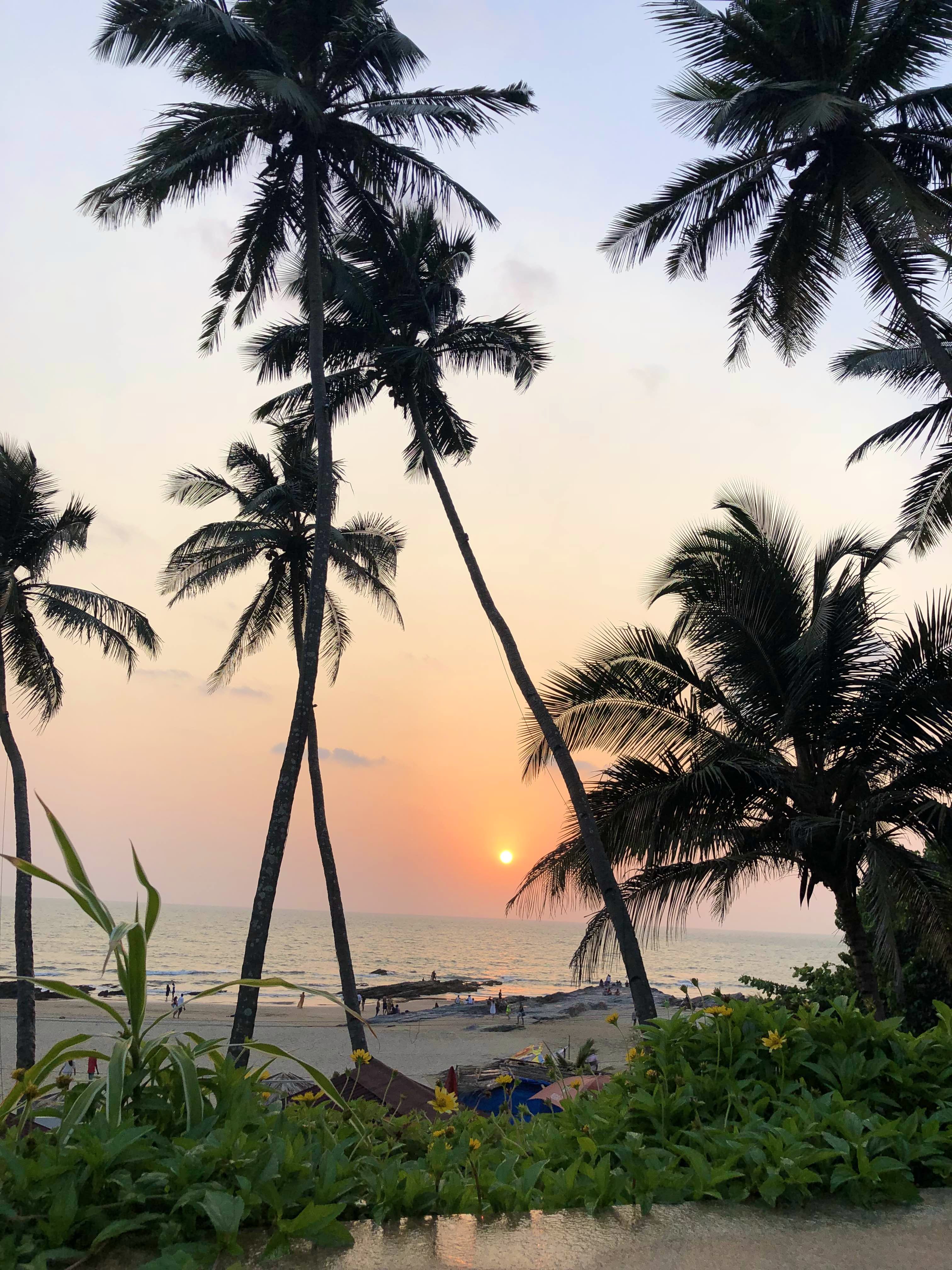 Tree,Tropics,Palm tree,Sky,Arecales,Elaeis,Attalea speciosa,Woody plant,Sunset,Morning