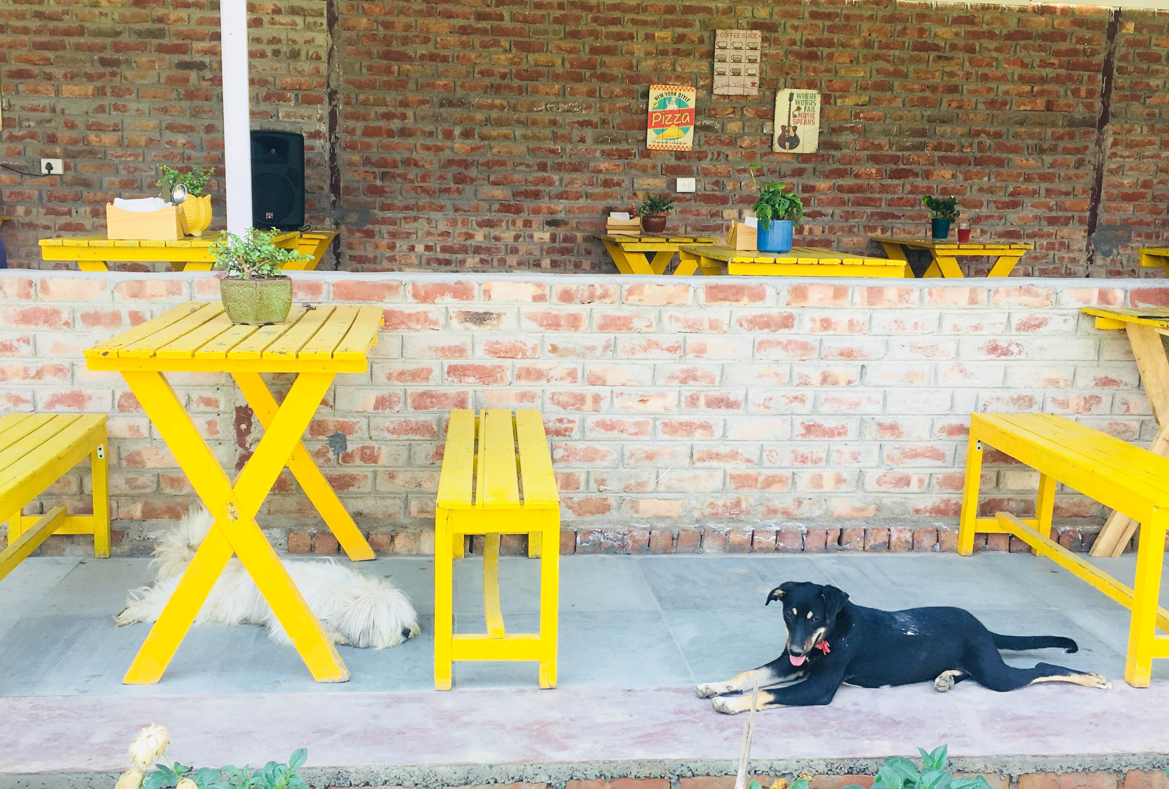 Yellow,Brick,Table,Brickwork,Wall,Furniture,Dog,Canidae,Chair,Sporting Group