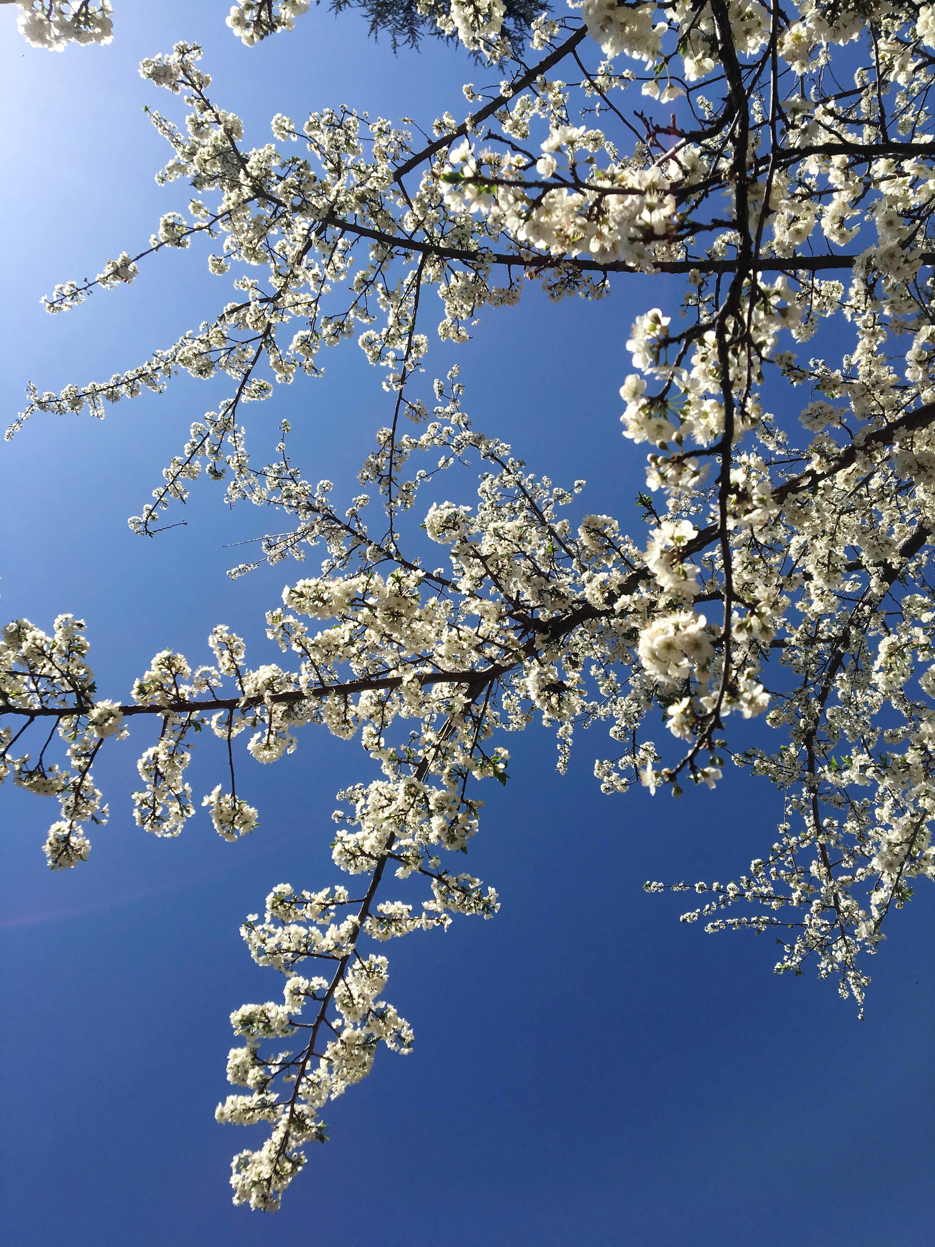 Branch,Tree,Blossom,Spring,Plant,Flower,Sky,Twig,Woody plant,Frost