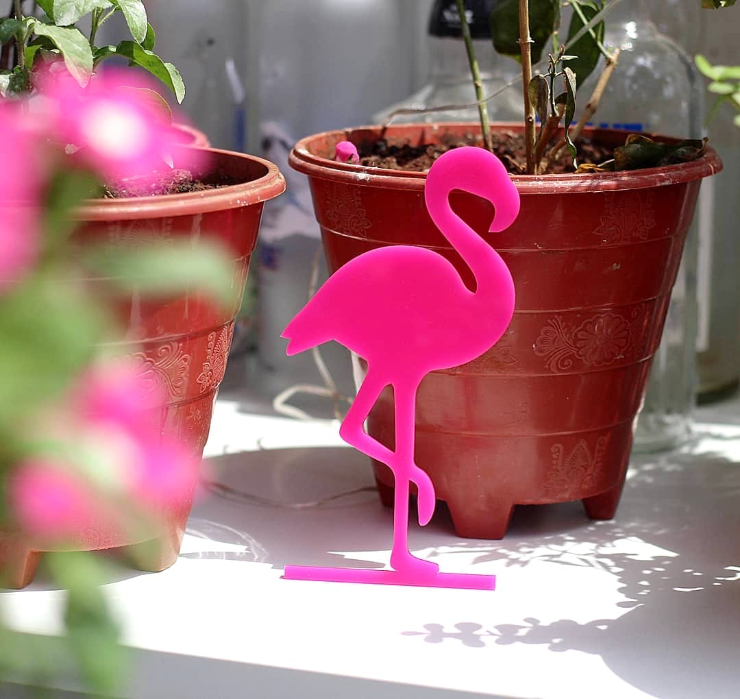 Pink,Flamingo,Flowerpot,Bird,Water bird,Plant,Flower