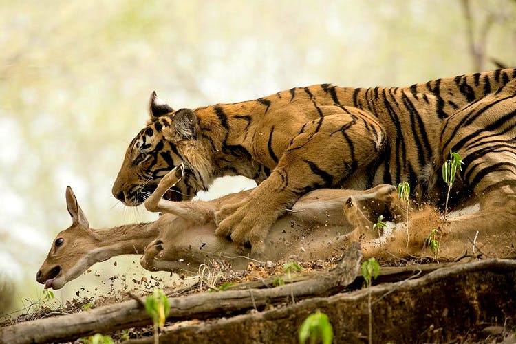 Mammal,Vertebrate,Wildlife,Bengal tiger,Tiger,Terrestrial animal,Felidae,Zoo,Big cats,Carnivore
