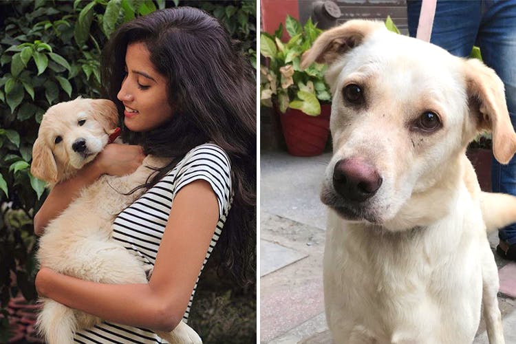 Delhi’s First Doggie Bazaar For Adopted Pups Is Happening