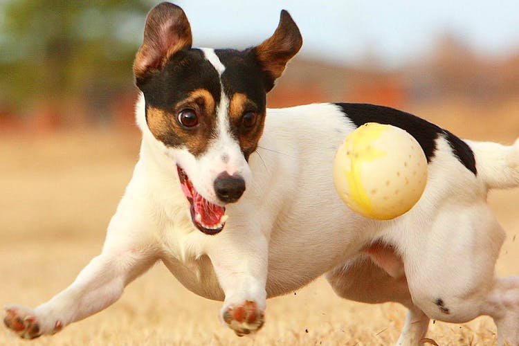 Dog,Mammal,Vertebrate,Dog breed,Canidae,Carnivore,Tenterfield terrier,Miniature fox terrier,Teddy roosevelt terrier,Rat terrier