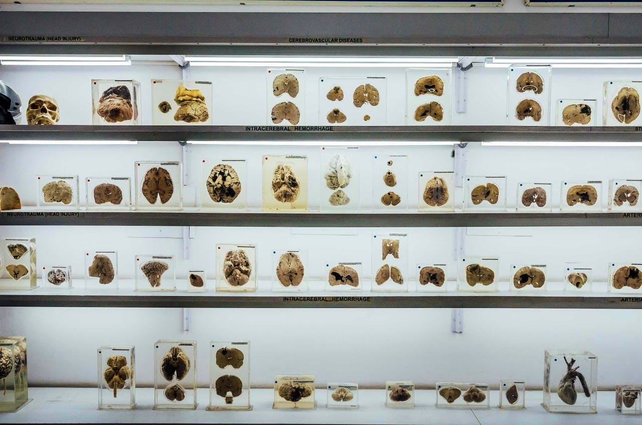 Collection,Insect,Beetle,Museum