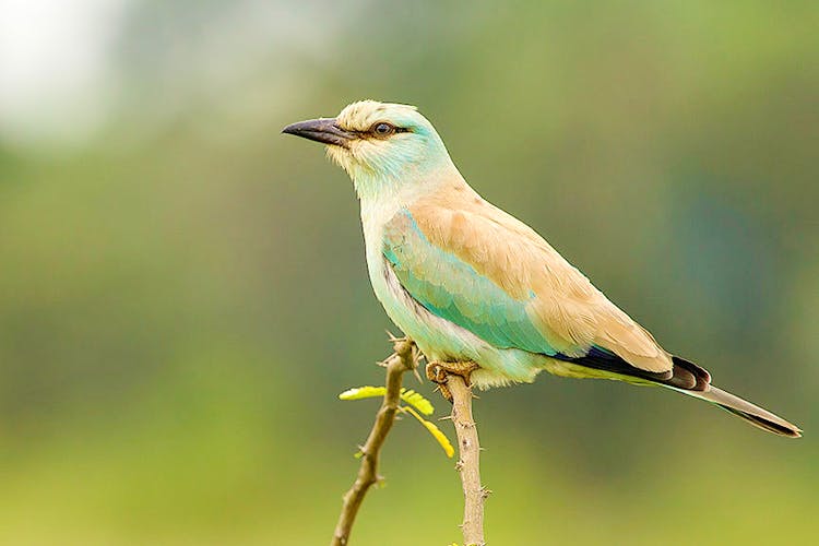 Bird,Vertebrate,Beak,Coraciiformes,Wildlife,Adaptation,Roller,Perching bird,Cuculiformes