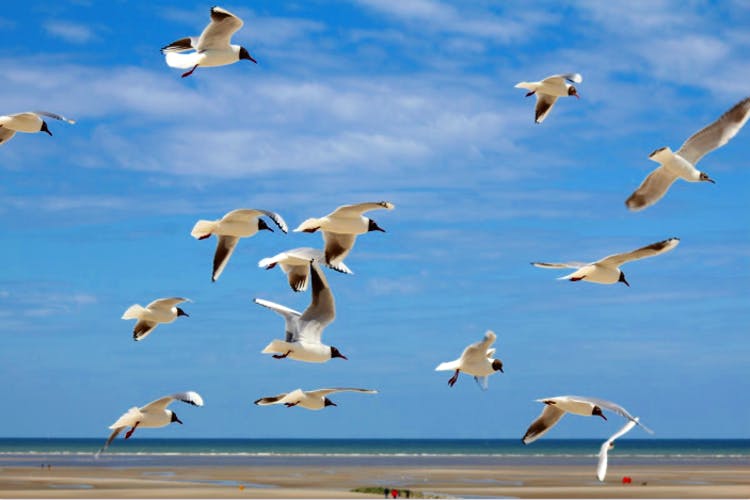 Bird,Flock,Bird migration,Sky,Animal migration,Seabird,Gull,Beak,Charadriiformes,Shorebird