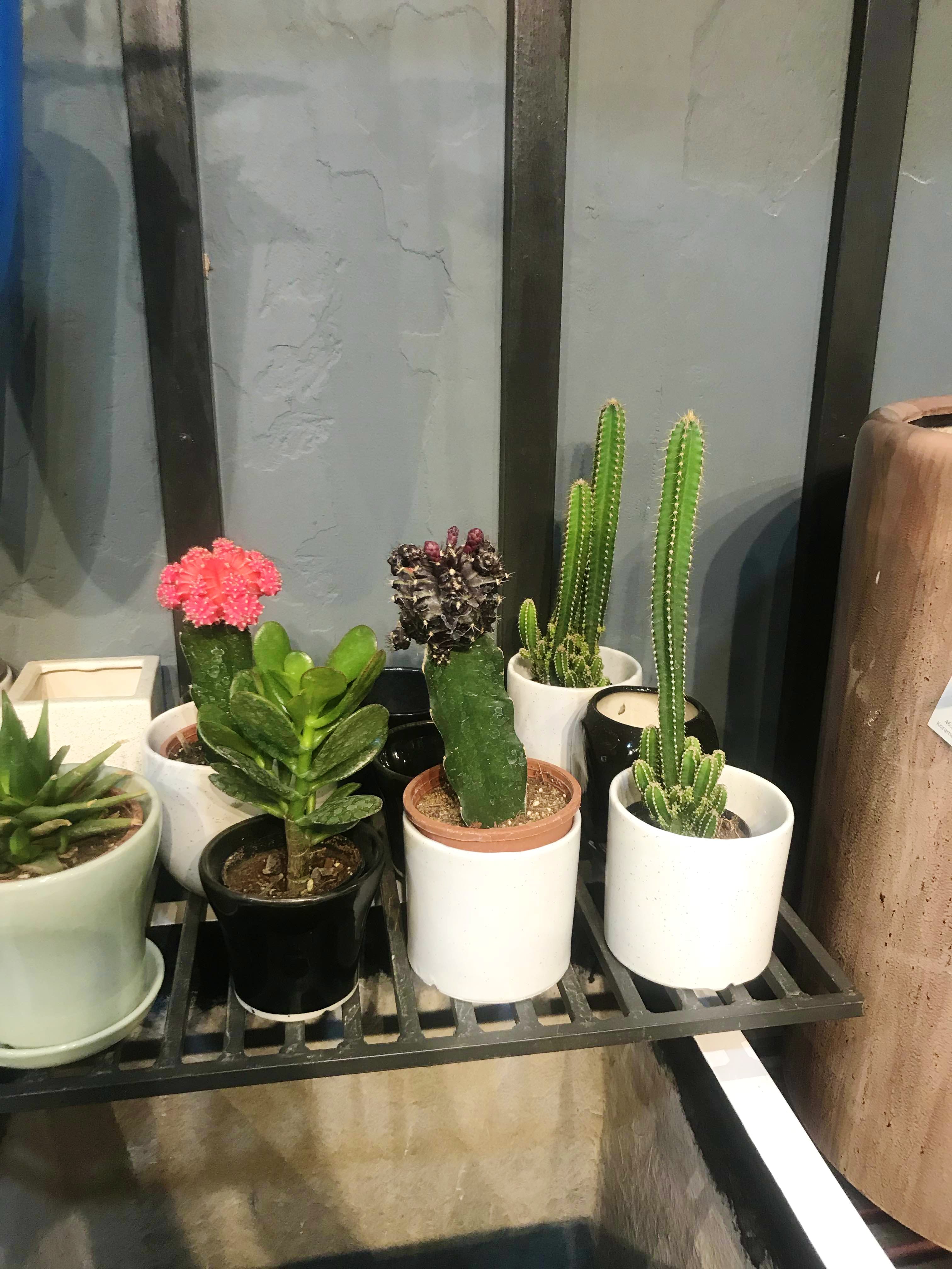 Flowerpot,Cactus,Houseplant,Plant,Flower,Botany,Terrestrial plant,Succulent plant,Flowering plant