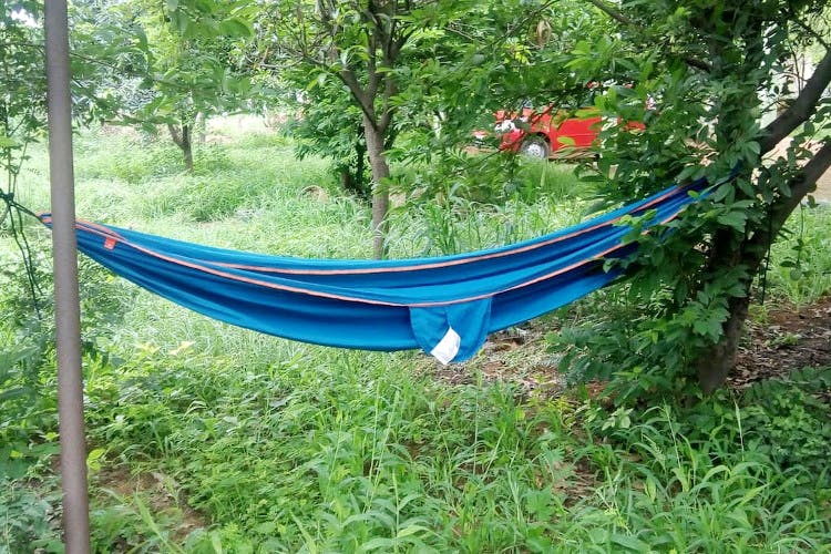 Hammock,Nature reserve,Jungle,Tree,Plant community,Leisure,Grass,Plant,Forest