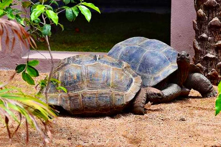 Tortoise,Vertebrate,Turtle,Reptile,Pond turtle,Chelonoidis,Galápagos tortoise,Terrestrial animal,Organism,Box turtle