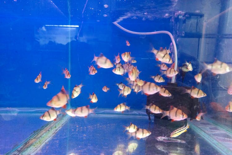 Aquarium,Organism,Water,Fish,Goldfish,Freshwater aquarium
