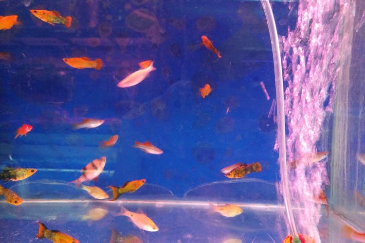 Blue,Fish,Koi,Feeder fish,Organism,Goldfish,Marine biology,Water,Fish,Pond