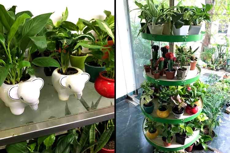 Flowerpot,Houseplant,Plant,Flower,Herb,Garden,Nepenthes,Vascular plant,Fines herbes