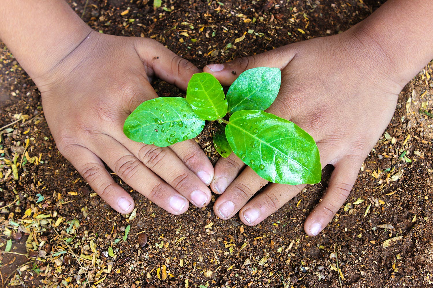 Leaf,Soil,Green,Plant,Hand,Flower,Adaptation,Arbor day,Herb,Compost