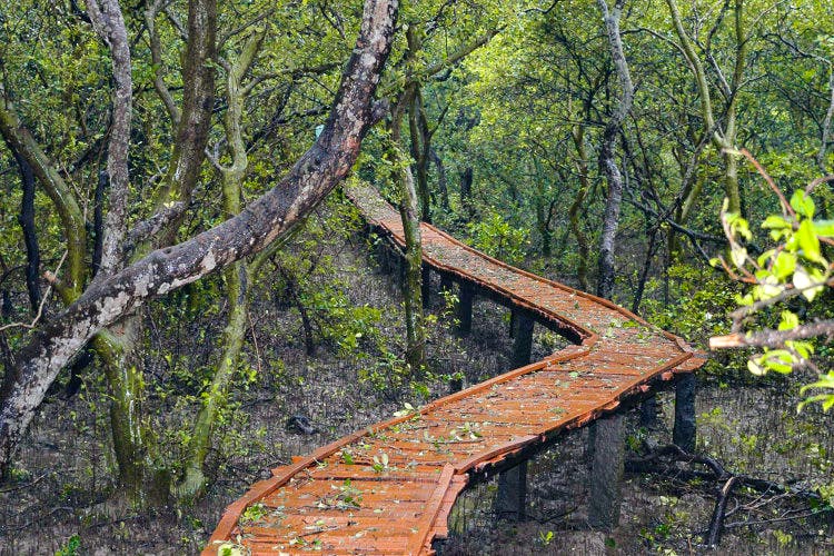 Tree,Nature reserve,Natural environment,Vegetation,Forest,Natural landscape,Bridge,Woody plant,Plant,Biome