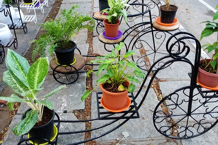 Flowerpot,Iron,Houseplant,Plant,Flower,Herb,Metal,Garden,Table,Yard