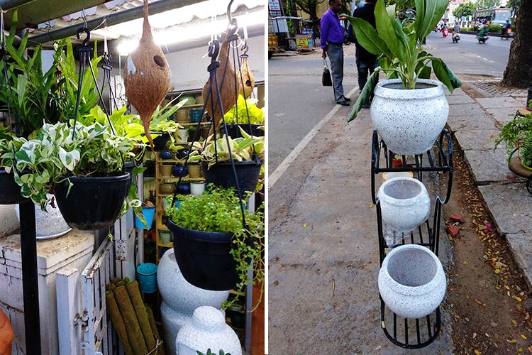 The Pot Home Decor Adyar, Kitchen Garden Pots In Chennai