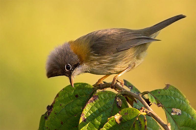 Bird,Beak,Old World flycatcher,Feather,Emberizidae,Perching bird,Wren,Wing,Songbird,Nightingale