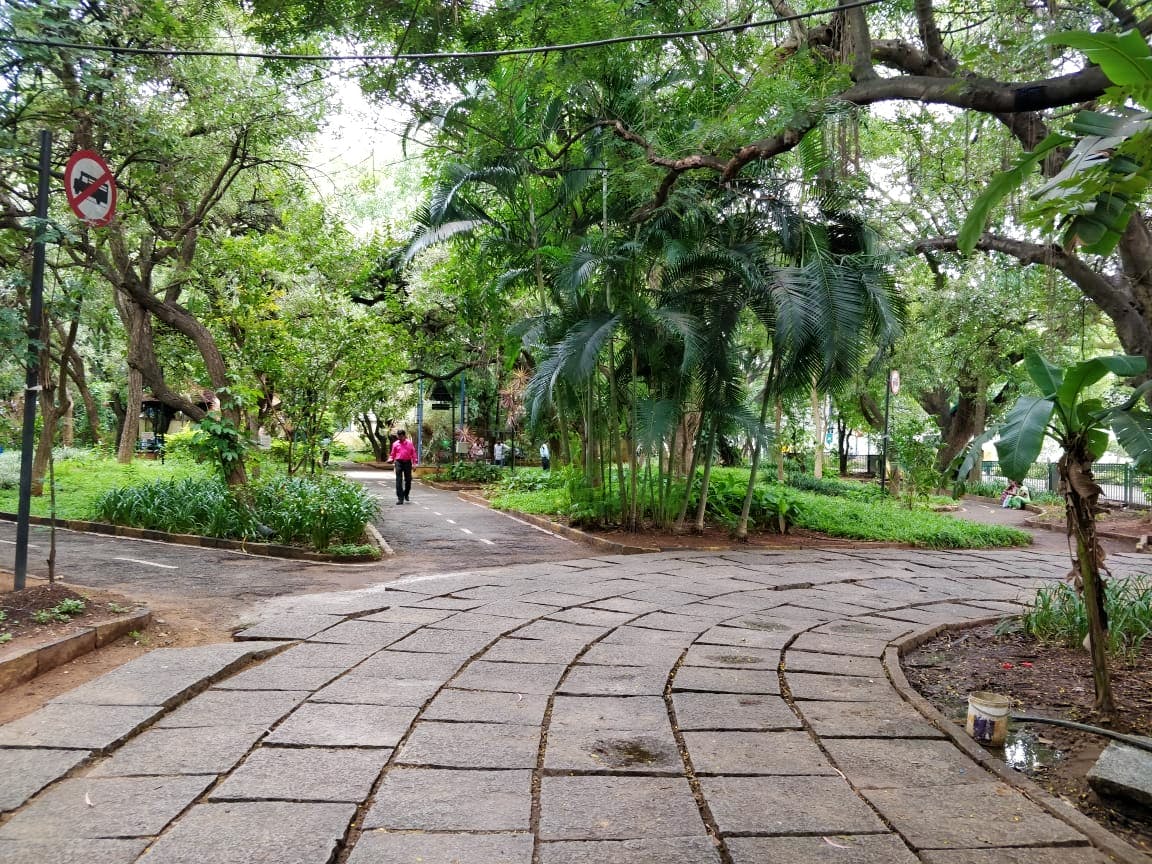 Tree,Walkway,Public space,Botany,Botanical garden,Plant,Woody plant,Spring,Sidewalk,Park