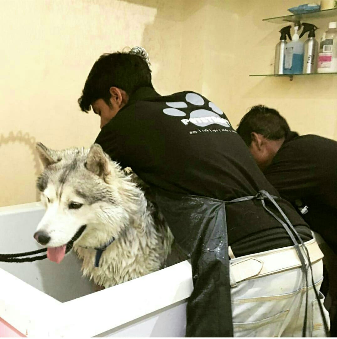 pampered pets playstation and boarding