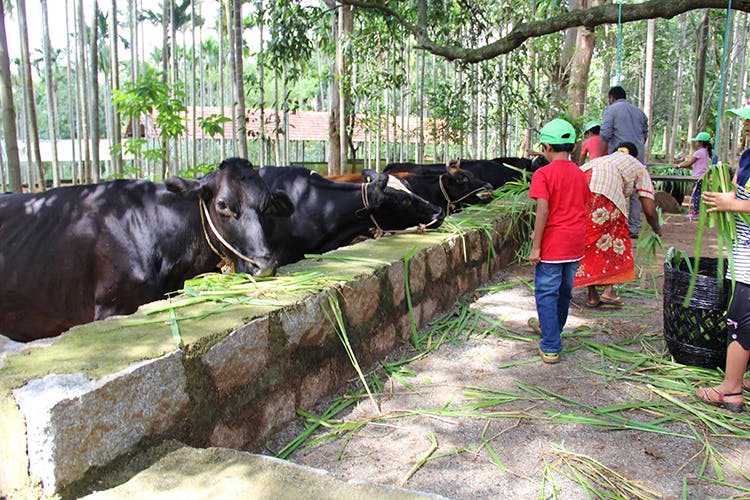 Bovine,Working animal,Livestock,Organism,Cow-goat family,Tree,Rural area,Adaptation,Zoo,Plant