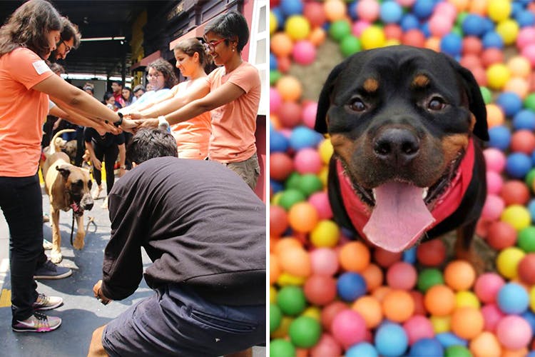 Dog,Dog breed,Canidae,Carnivore,Party supply,Ball pit,Puppy,Smile,Rottweiler