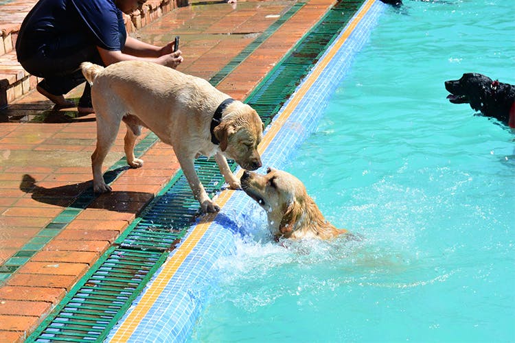 Dog,Canidae,Fun,Leisure,Swimming pool,Recreation,Dog breed,Sporting Group,Carnivore,Leisure centre