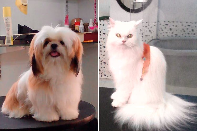 Mammal,Dog,Vertebrate,Dog breed,Canidae,Shih tzu,Carnivore,Chinese imperial dog,Cat,Löwchen