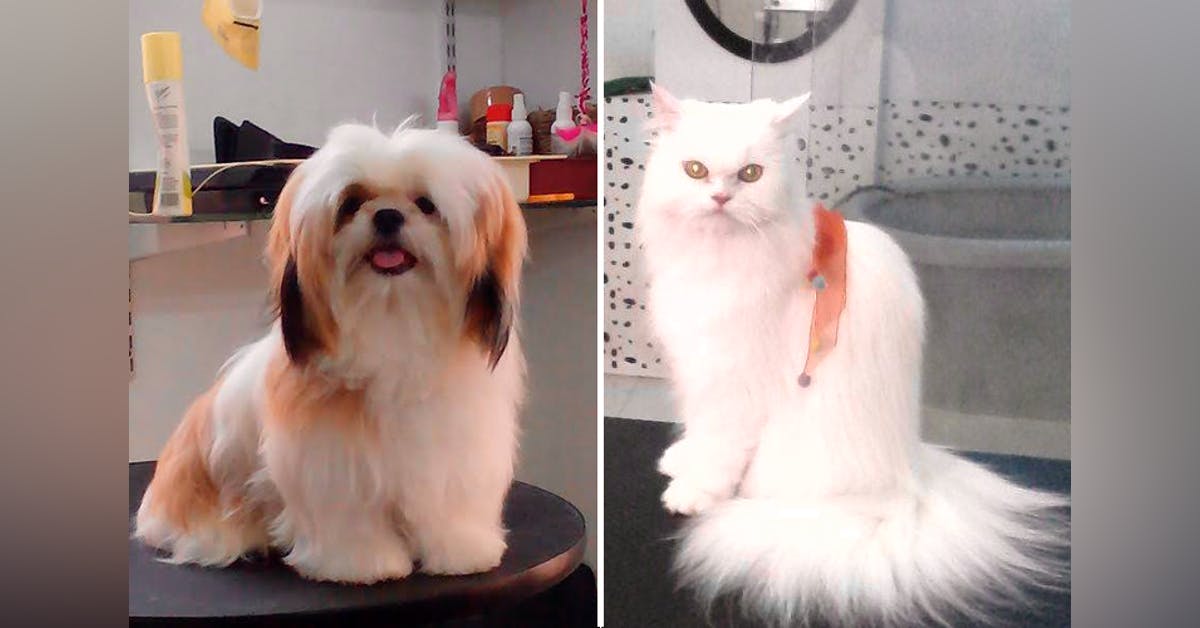 Cho Chweet Pet Spa T Nagar Lbb Chennai