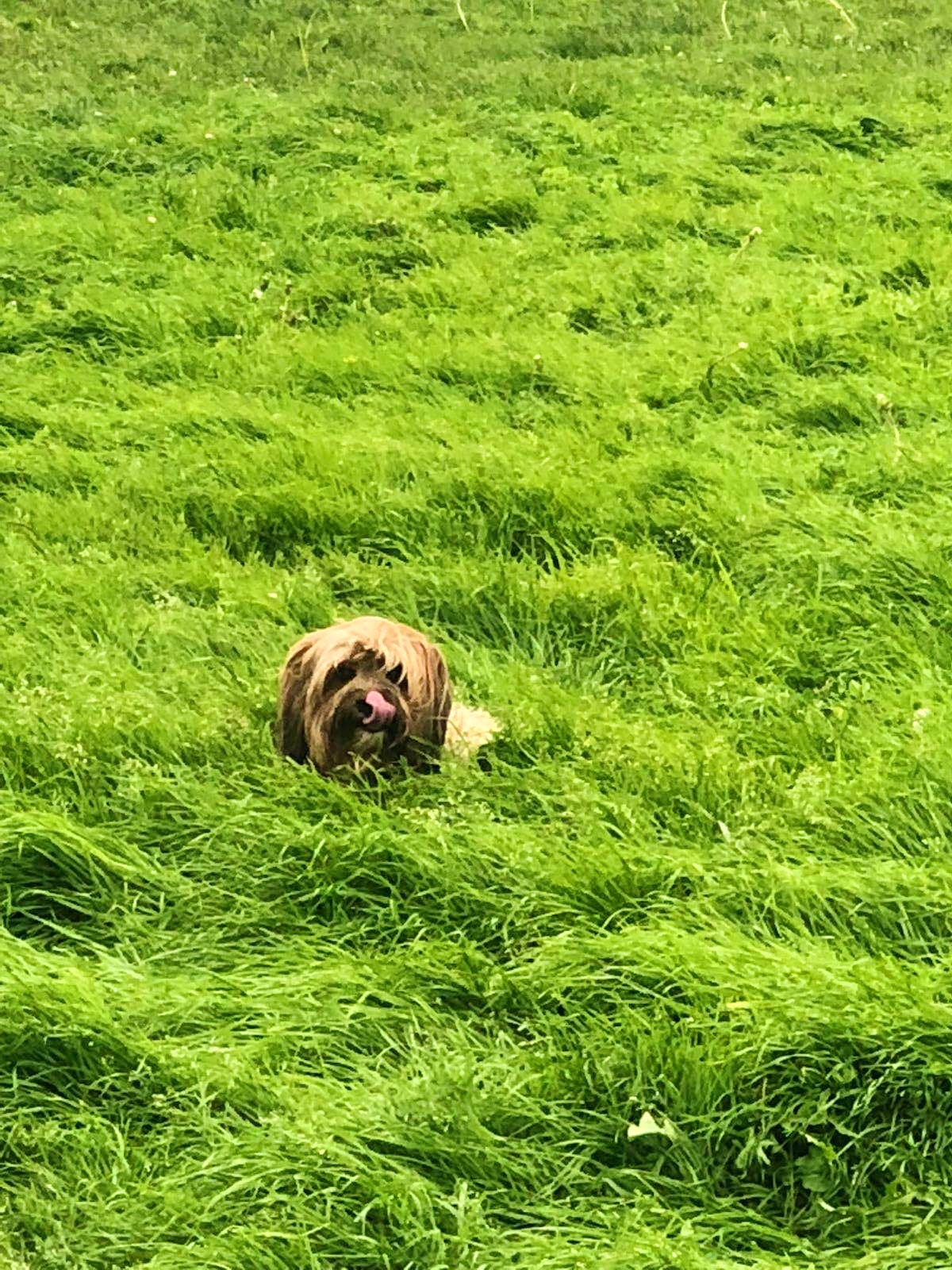 Grass,Green,Pasture,Grassland,Canidae,Grazing,Grass family,Dog,Meadow,Fodder